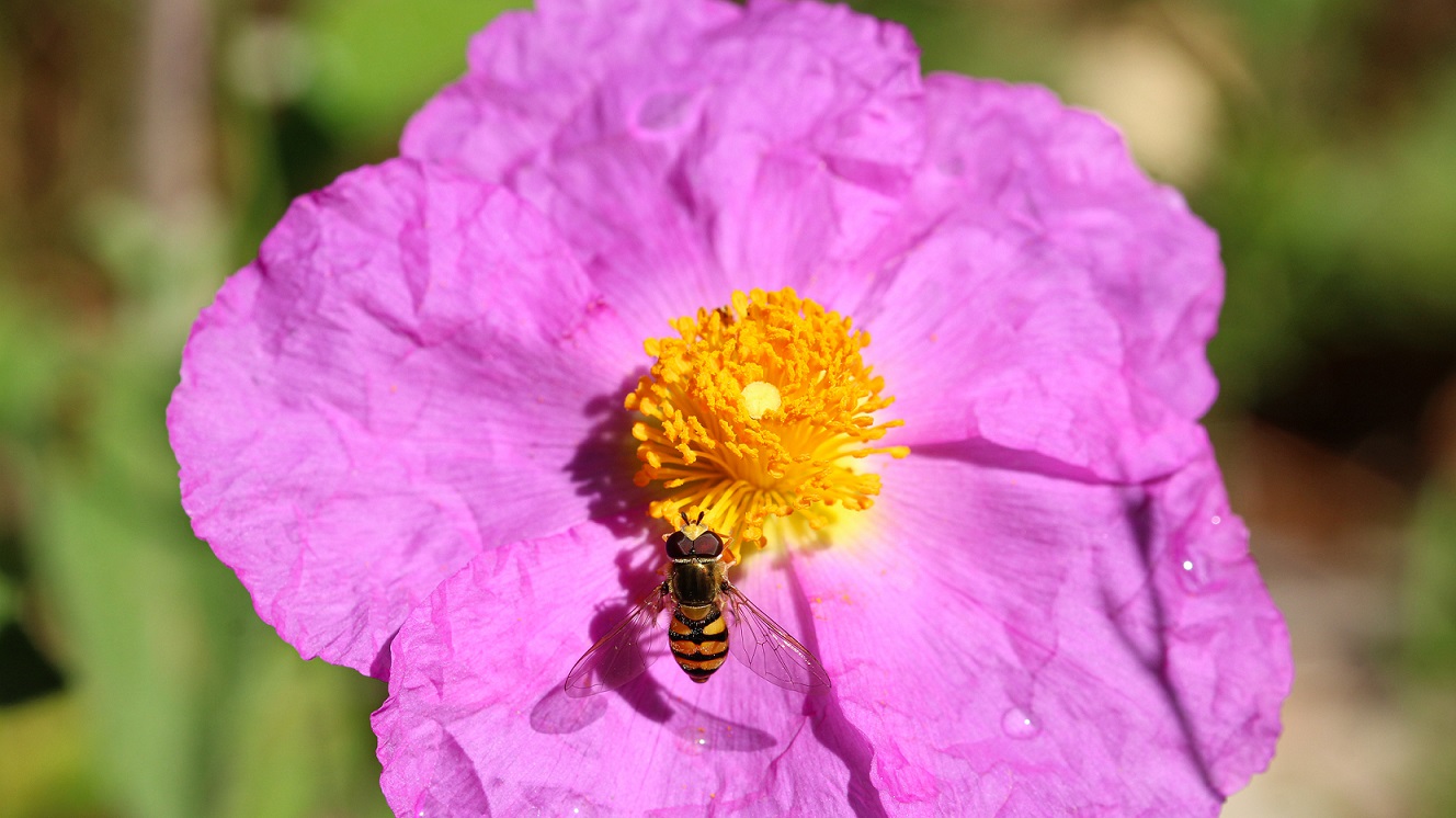 Syrphidae: Eupeodes corollae, maschio